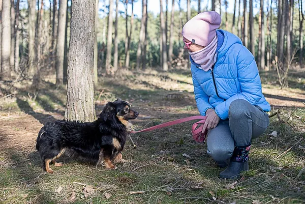 Pies do adopcji, Piła, 8 listopada 2022 (3/5)