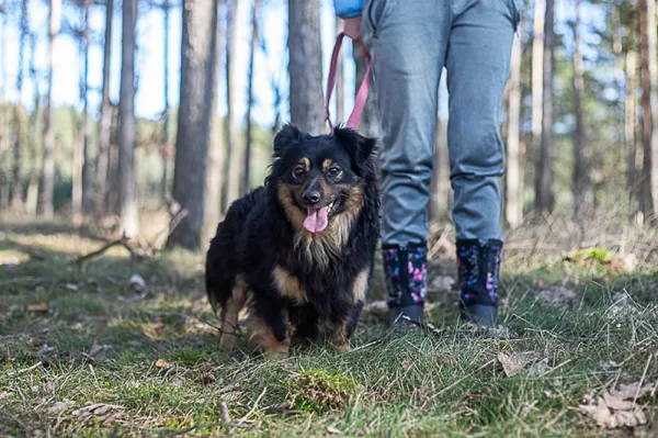 Pies do adopcji, Piła, 8 listopada 2022 (5/5)