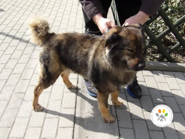 Znaleziono psa, Bielsko-Biała, 5 kwietnia 2023 (2/2)