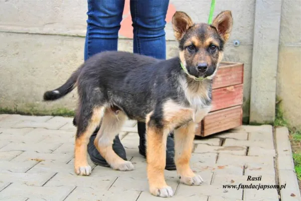 Pies do adopcji, Nowy Dwór Mazowiecki, 6 kwietnia 2023 (1/5)