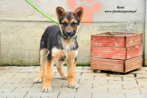 Pies do adopcji, Nowy Dwór Mazowiecki, 6 kwietnia 2023 (2/5)