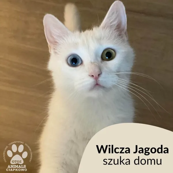 Kot do adopcji, Gdynia, 7 kwietnia 2023