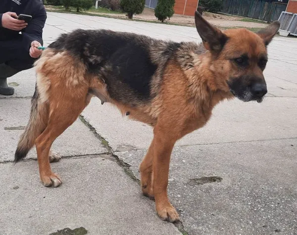 Znaleziono psa, Pieckowo, 6 kwietnia 2023 (2/2)