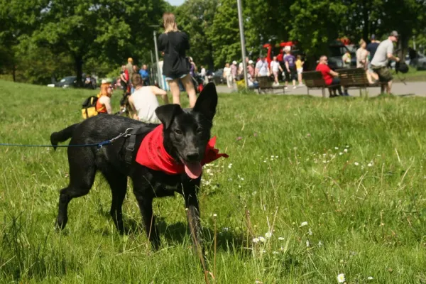 Pies do adopcji, Warszawa, 26 stycznia 2023 (3/5)