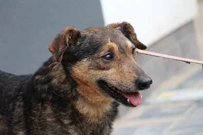 Pies do adopcji, Oborniki, 3 stycznia 2019 (1/5)