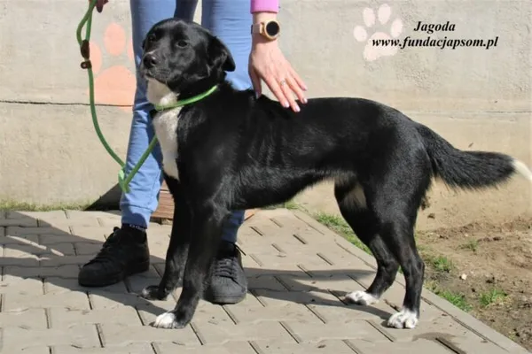 Pies do adopcji, Nowy Dwór Mazowiecki, 7 kwietnia 2023 (2/5)