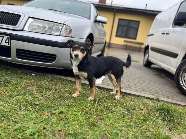 Znaleziono psa, Puławy, 24 lutego 2023 (1/4)