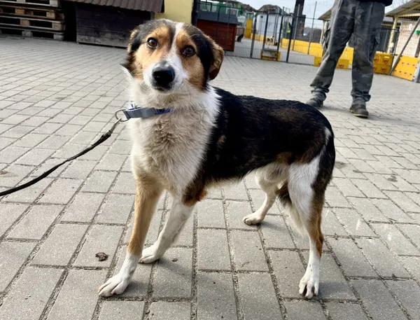 Znaleziono psa, Puławy, 21 marca 2023