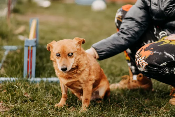 Pies do adopcji, Czartki, 12 kwietnia 2023 (5/5)