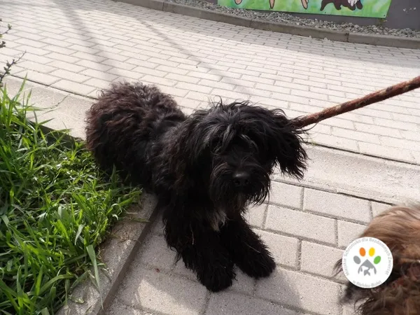 Znaleziono psa, Bielsko-Biała, 13 kwietnia 2023 (2/2)