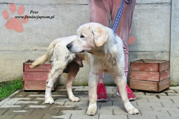 Pies do adopcji, Nowy Dwór Mazowiecki, 15 kwietnia 2023 (2/5)