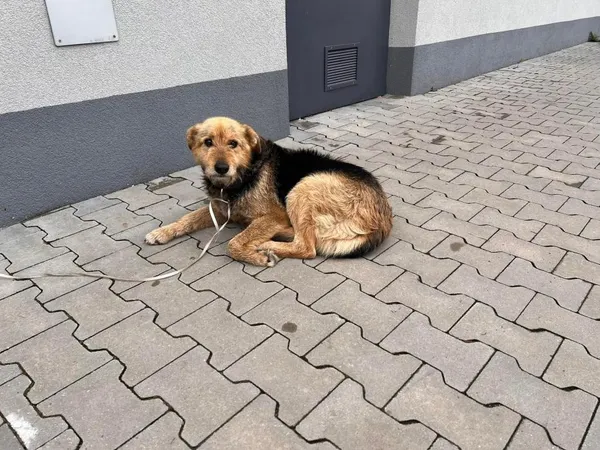 Znaleziono psa, Toruń, 12 kwietnia 2023