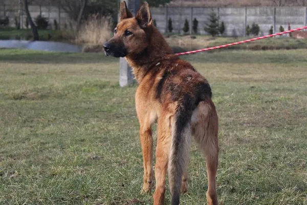 Pies do adopcji, Bełchatów, 21 marca 2022 (2/5)