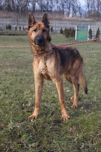 Pies do adopcji, Bełchatów, 21 marca 2022 (4/5)