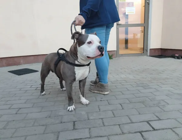 Znaleziono psa, Świdnica, 16 kwietnia 2023