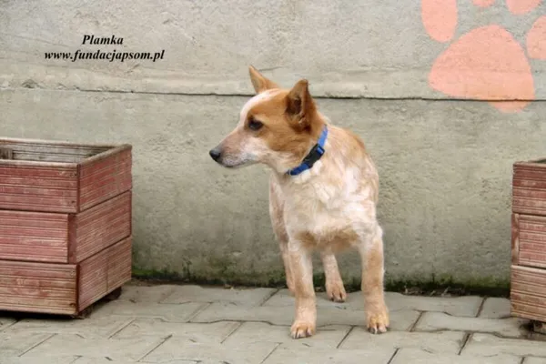 Pies do adopcji, Nowy Dwór Mazowiecki, 17 kwietnia 2023 (2/5)