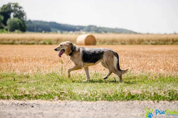 Pies do adopcji, Racławice, 11 kwietnia 2023 (5/5)