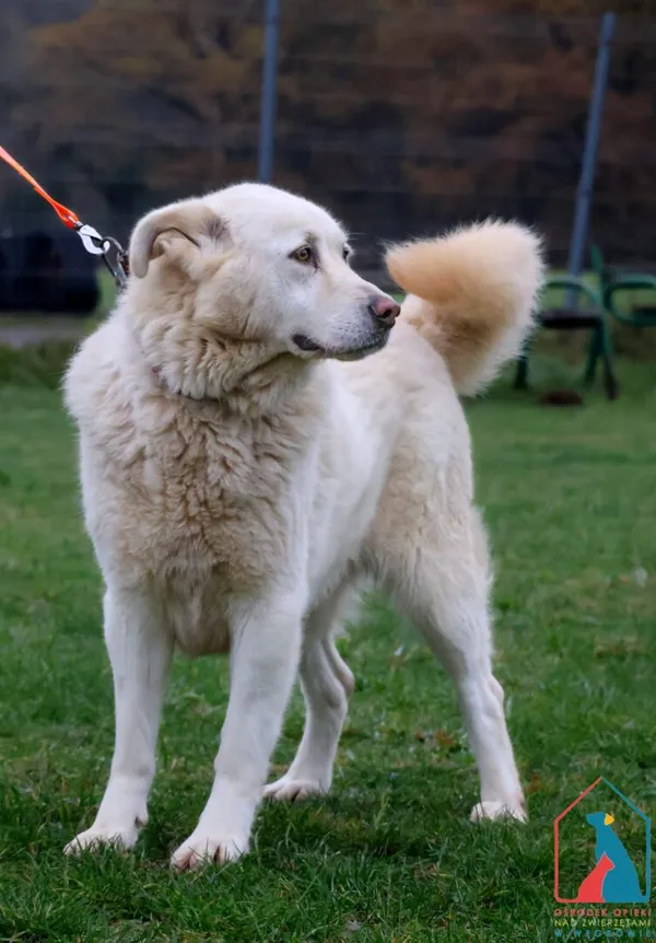 Pies do adopcji, Grudziądz, 14 czerwca 2022 (1/5)