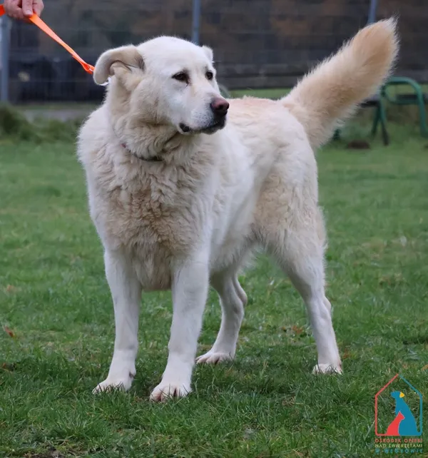 Pies do adopcji, Grudziądz, 14 czerwca 2022 (3/5)