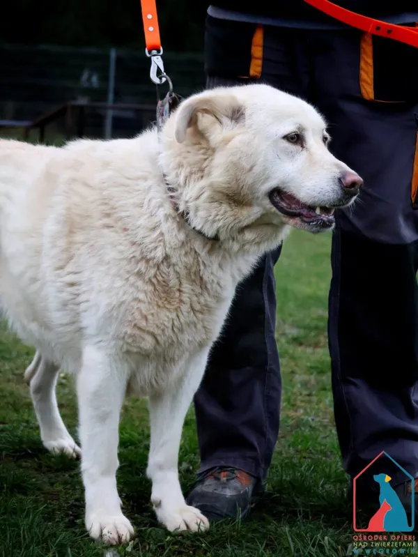 Pies do adopcji, Grudziądz, 14 czerwca 2022 (4/5)