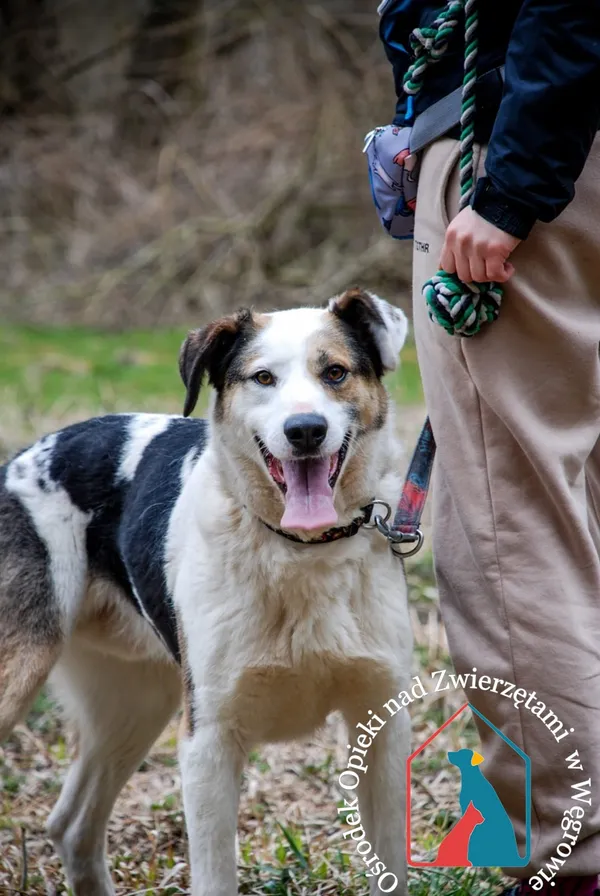 Pies do adopcji, Węgrowo, 21 maja 2019 (1/5)