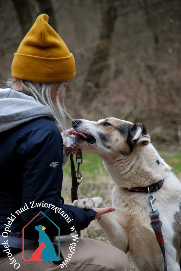 Pies do adopcji, Węgrowo, 21 maja 2019 (3/5)