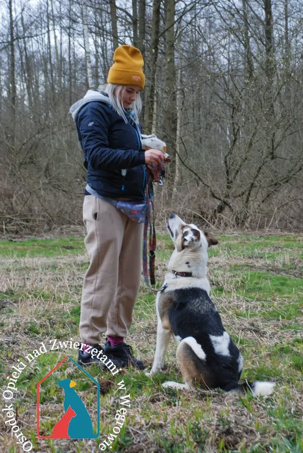 Pies do adopcji, Węgrowo, 21 maja 2019 (4/5)