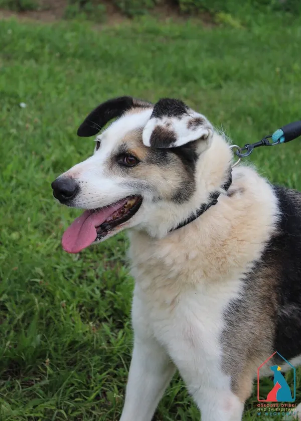 Pies do adopcji, Grudziądz, 15 lutego 2018 (5/5)