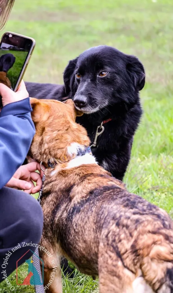 Pies do adopcji, Węgrowo, 27 lutego 2019 (1/5)