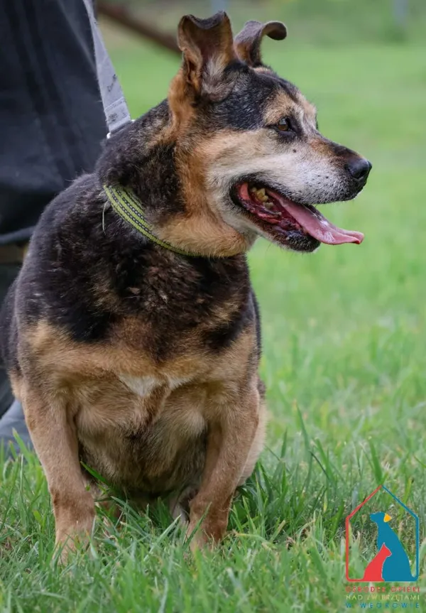 Pies do adopcji, Grudziądz, 26 lutego 2019 (1/5)