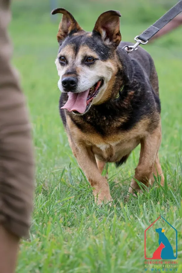 Pies do adopcji, Grudziądz, 26 lutego 2019 (2/5)