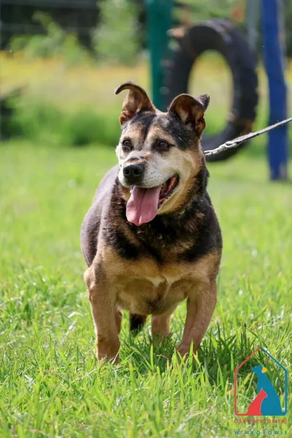 Pies do adopcji, Grudziądz, 26 lutego 2019 (3/5)