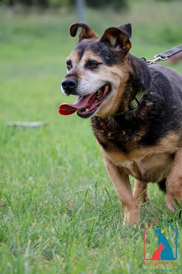 Pies do adopcji, Grudziądz, 26 lutego 2019 (4/5)