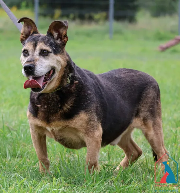 Pies do adopcji, Grudziądz, 26 lutego 2019 (5/5)