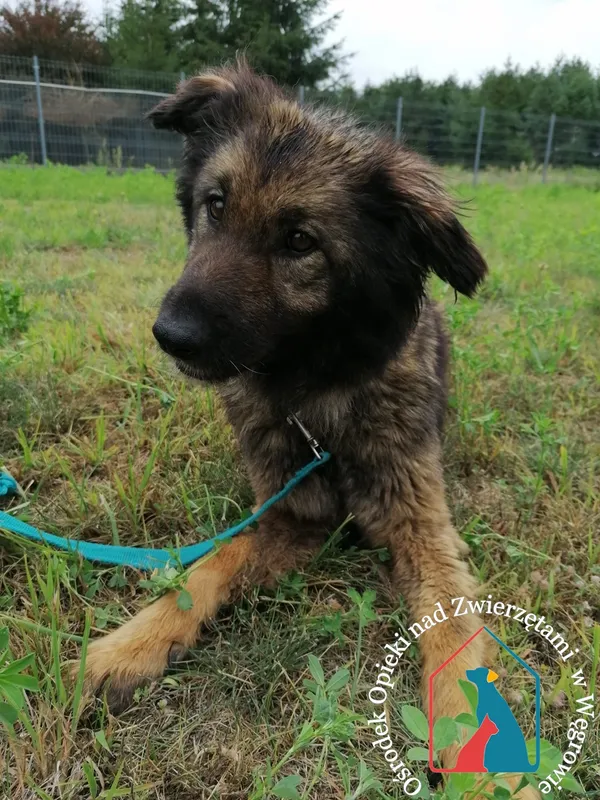 Pies do adopcji, Węgrowo, 2 czerwca 2022 (3/5)