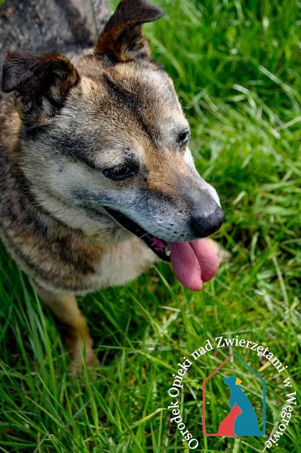 Pies do adopcji, Węgrowo, 22 stycznia 2019 (4/5)