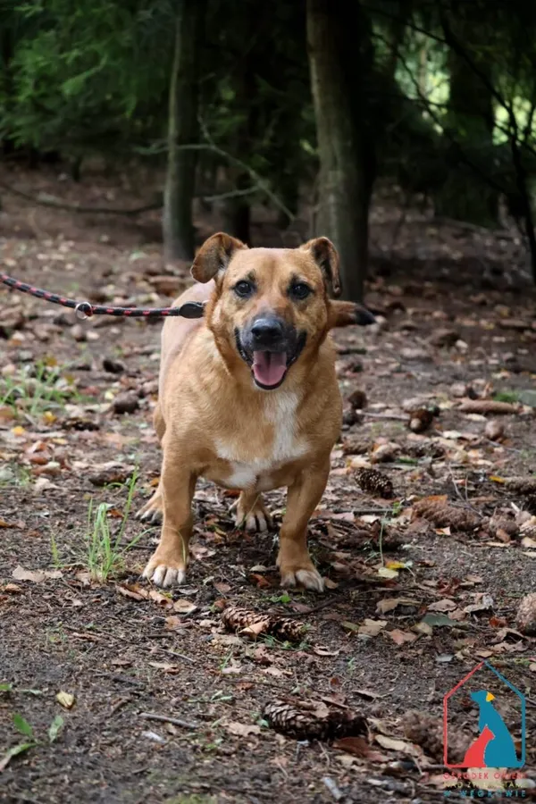 Pies do adopcji, Grudziądz, 19 września 2022 (1/5)