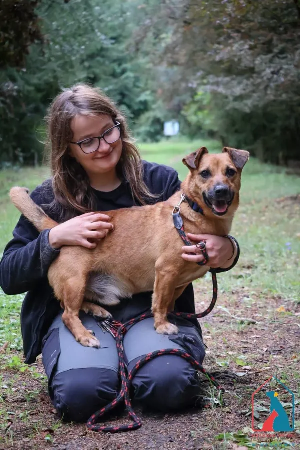 Pies do adopcji, Grudziądz, 19 września 2022 (2/5)