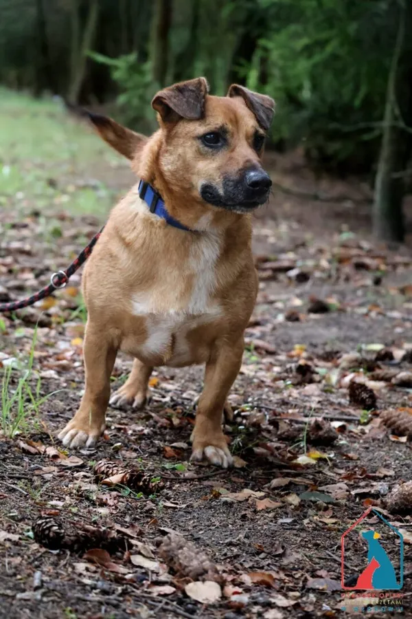 Pies do adopcji, Grudziądz, 19 września 2022 (4/5)