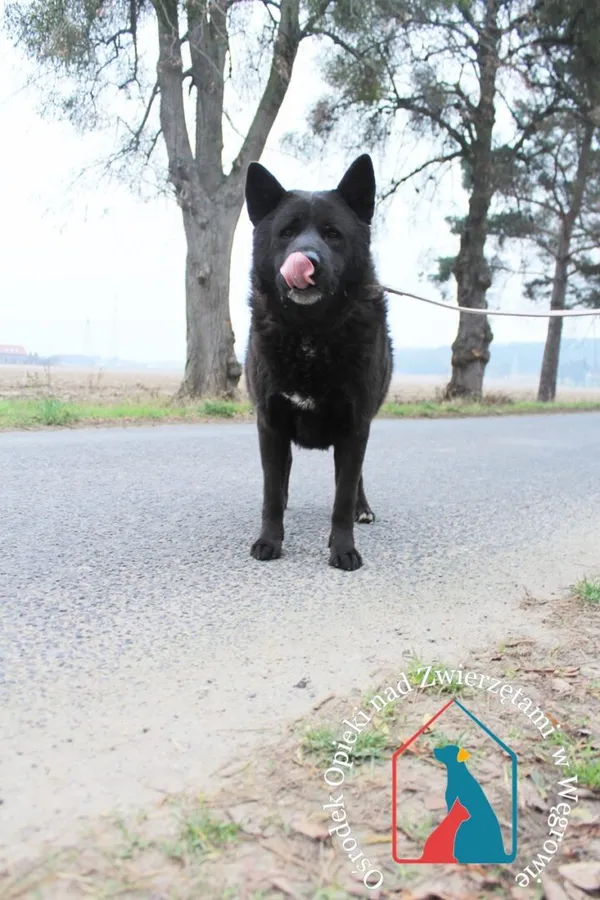 Pies do adopcji, Węgrowo, 17 sierpnia 2018 (4/5)