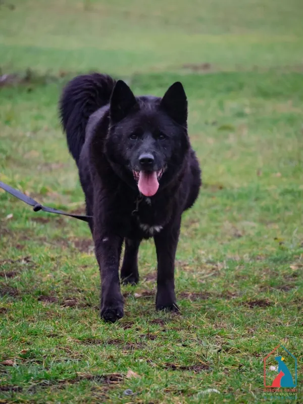 Pies do adopcji, Grudziądz, 17 sierpnia 2018 (1/5)