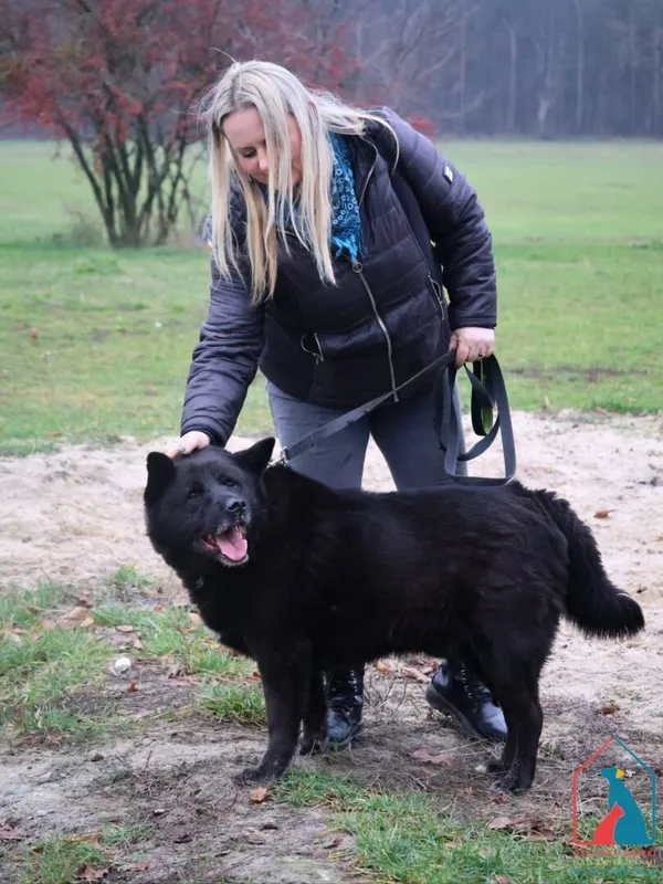 Pies do adopcji, Grudziądz, 17 sierpnia 2018 (3/5)