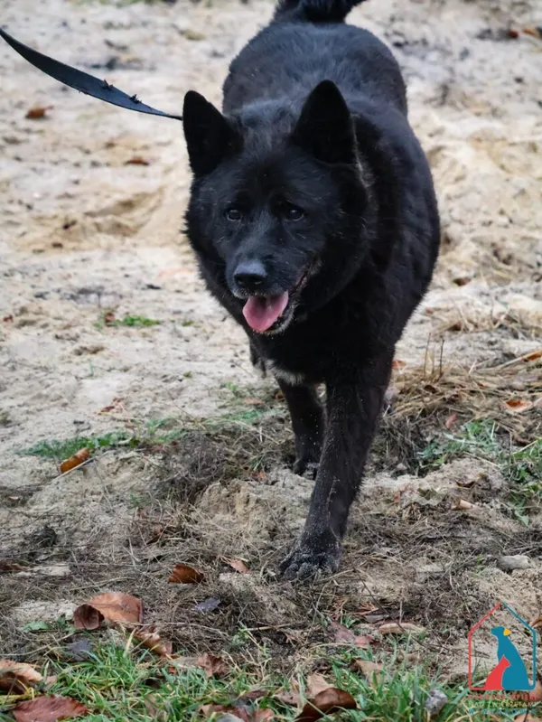 Pies do adopcji, Grudziądz, 17 sierpnia 2018 (4/5)