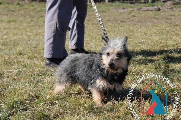 Pies do adopcji, Węgrowo, 14 grudnia 2021 (1/5)