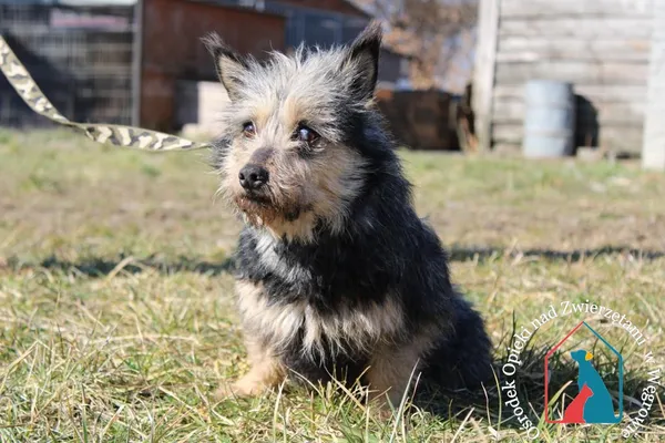 Pies do adopcji, Węgrowo, 14 grudnia 2021 (3/5)