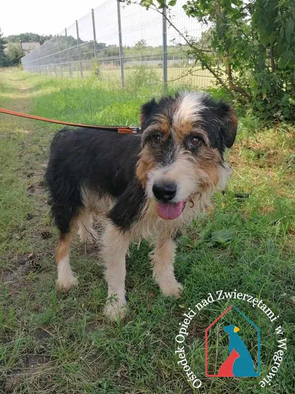 Pies do adopcji, Węgrowo, 26 lutego 2019 (1/5)