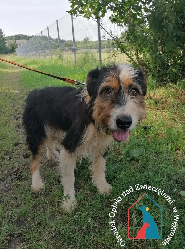 Pies do adopcji, Węgrowo, 26 lutego 2019 (3/5)