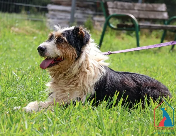 Pies do adopcji, Grudziądz, 26 lutego 2019 (1/5)