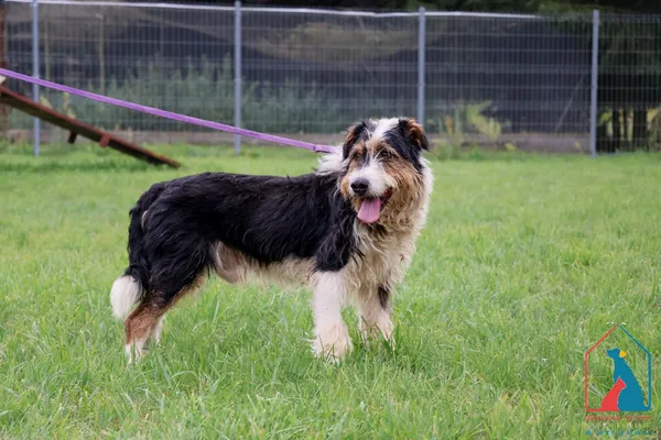 Pies do adopcji, Grudziądz, 26 lutego 2019 (2/5)