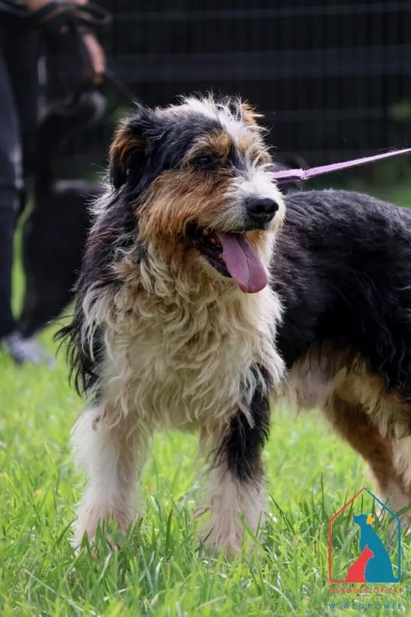 Pies do adopcji, Grudziądz, 26 lutego 2019 (3/5)